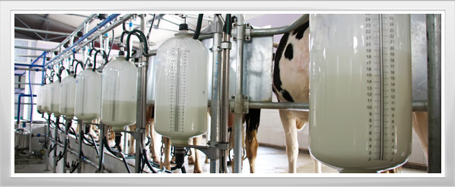Dairy Farm Training Program